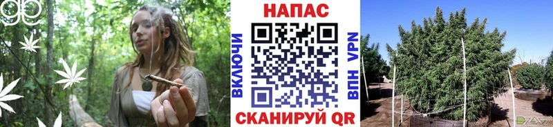 Конопля конопля Андреаполь